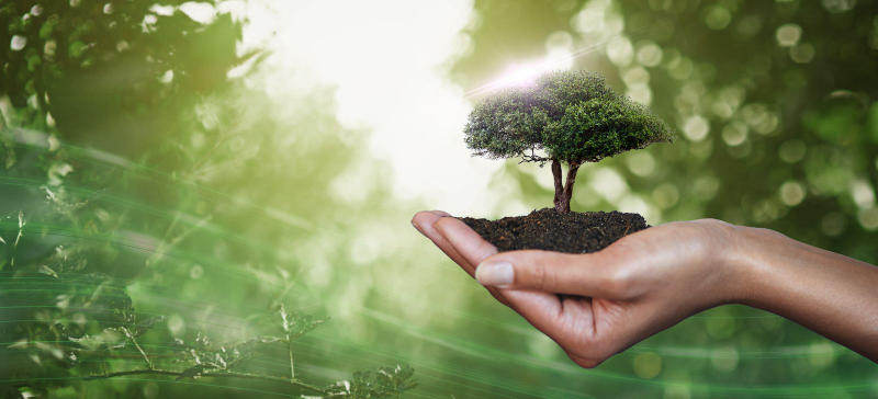 This image depicts a woman holding a plant in soil, with a tree in the background. The image emphasizes the importance of caring for the environment and promoting sustainability. The image is relevant for topics such as Earth Day, climate change, and the conservation of natural resources.