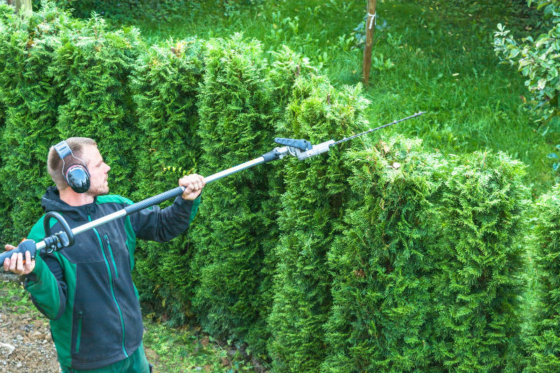 Person cutting a hedge